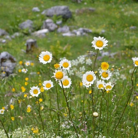 Gloesalm Lägenhet Ramsau am Dachstein Exteriör bild
