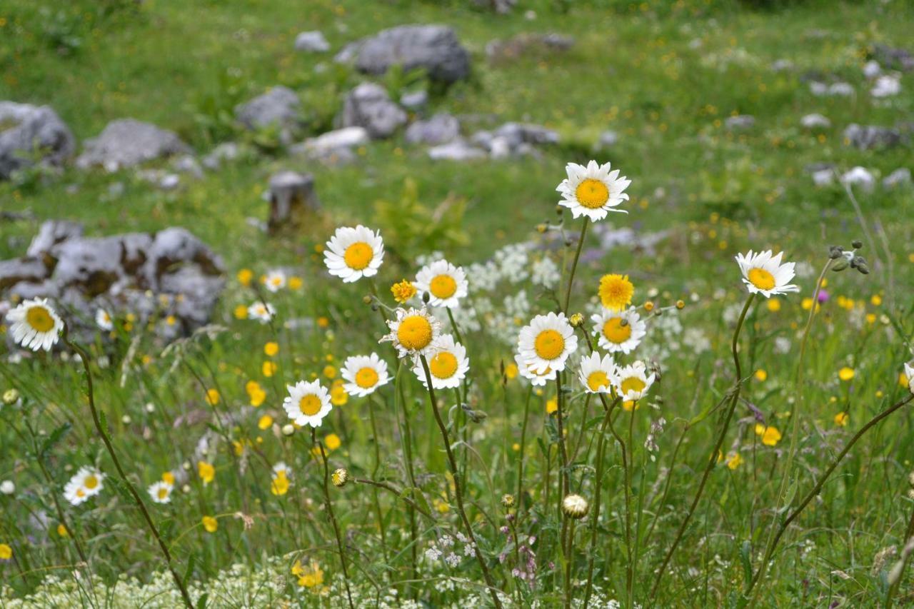 Gloesalm Lägenhet Ramsau am Dachstein Exteriör bild